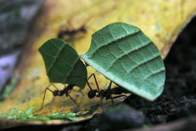 The secret lives of leaf-cutting ants