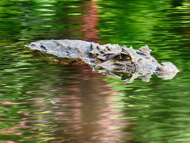A Dummies Guide to the Wildlife in Costa Rica