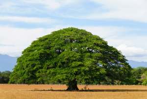 A Region-by-Region Guide to Guanacaste in Costa Rica