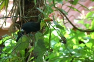 Costa Rica in August – Rain and wildlife!
