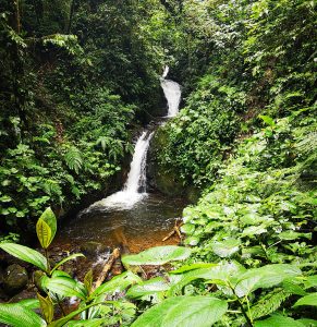 Living Inside a Cloud Forest – The Monteverde Experience