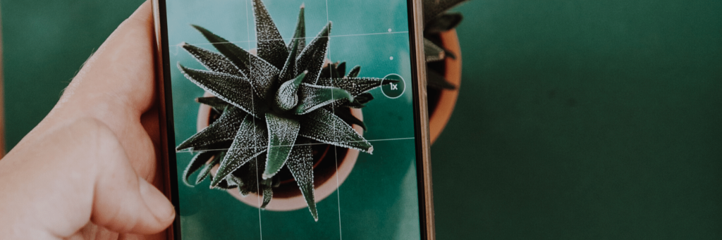 The rule of thirds photography tip applied to a photo of a plant