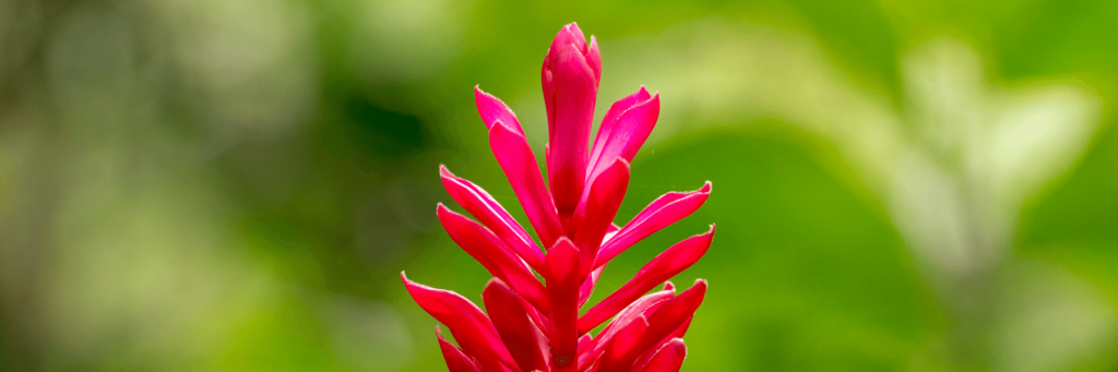 A bright pink tropical flower