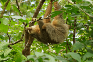 A Frontier Airlines Plane Gets New Artwork Featuring a Two-Toed Sloth