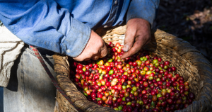 10 Things You Didn’t Know About Costa Rican Coffee: History, Expertise, and Culture