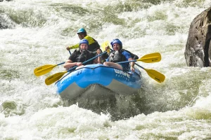 The “Where the Wild Things Are” Experiences