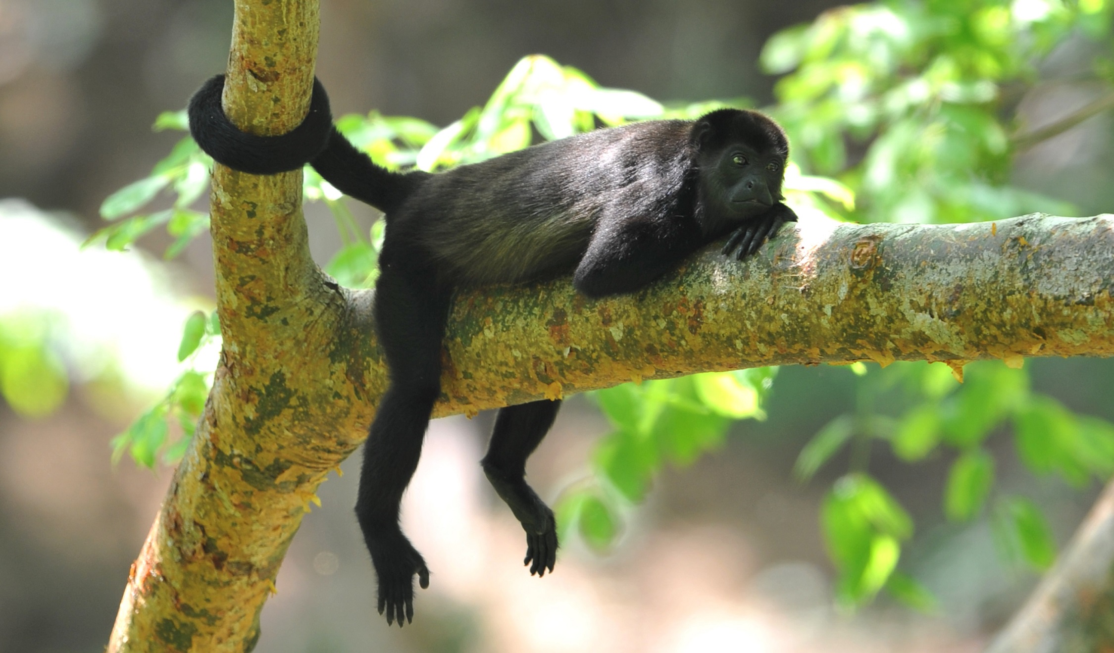 Costa Rica Experience Image