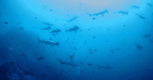 Cocos Island