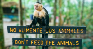 Don’t feed the animals