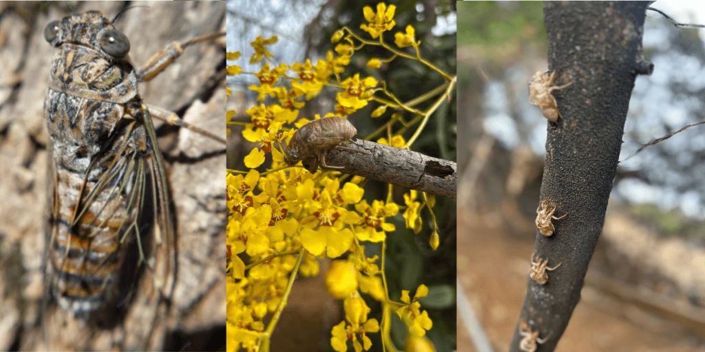 The Sound of the Season